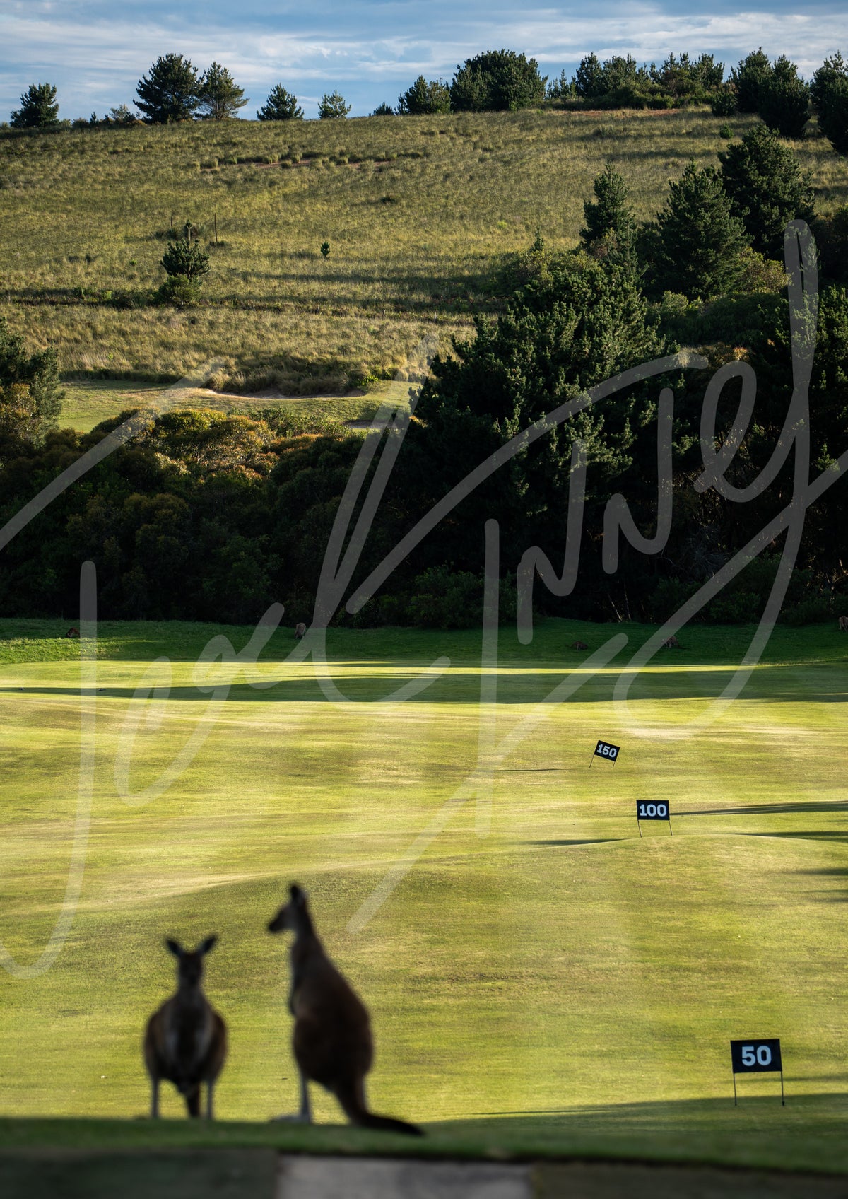 Mt Compass Kangaroos on Drive Range