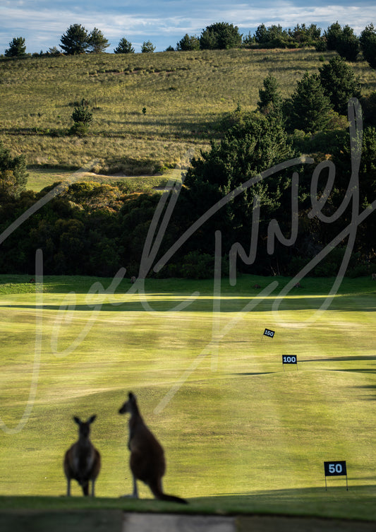 Mt Compass Kangaroos on Drive Range